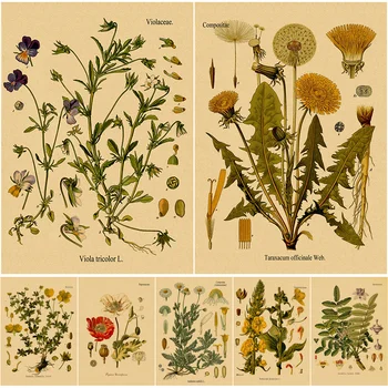 Taim, Lill Uuringu Retro Plakat Botaanika Prindib Plakatid Jõupaber Vintage Home Elutuba Decor Esteetiline Kunst Seina Värvimine